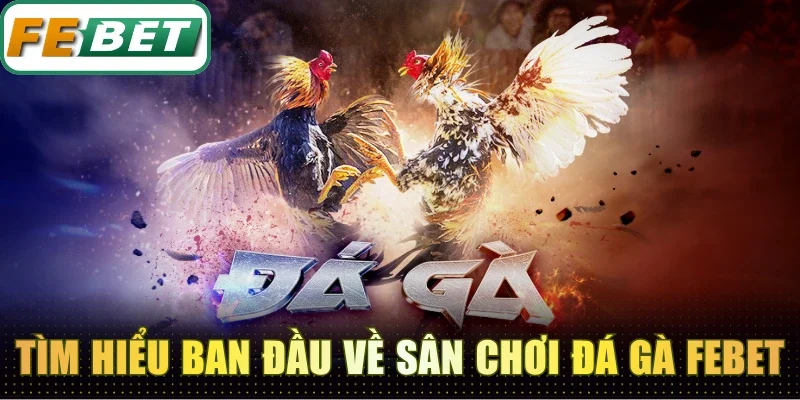 Đá Gà Febet - Đấu Trường Chọi Kê Kịch Tính Xem Không Chán 1 Tìm hiểu ban đầu về sân chơi đá gà Febet